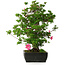 Rhododendron indicum Juko, 64 cm, ± 30 jaar oud