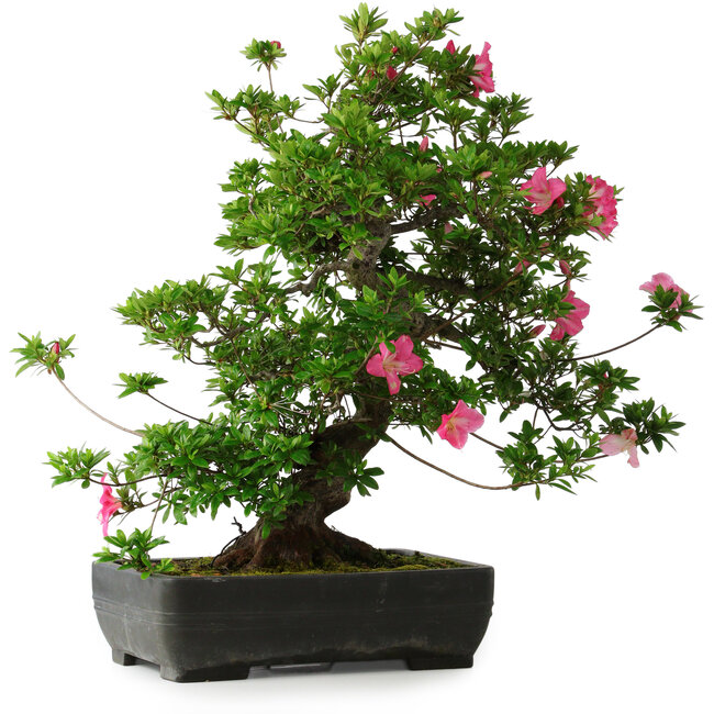 Rhododendron indicum Juko, 64 cm, ± 30 years old