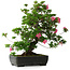 Rhododendron indicum Juko, 64 cm, ± 30 Jahre alt