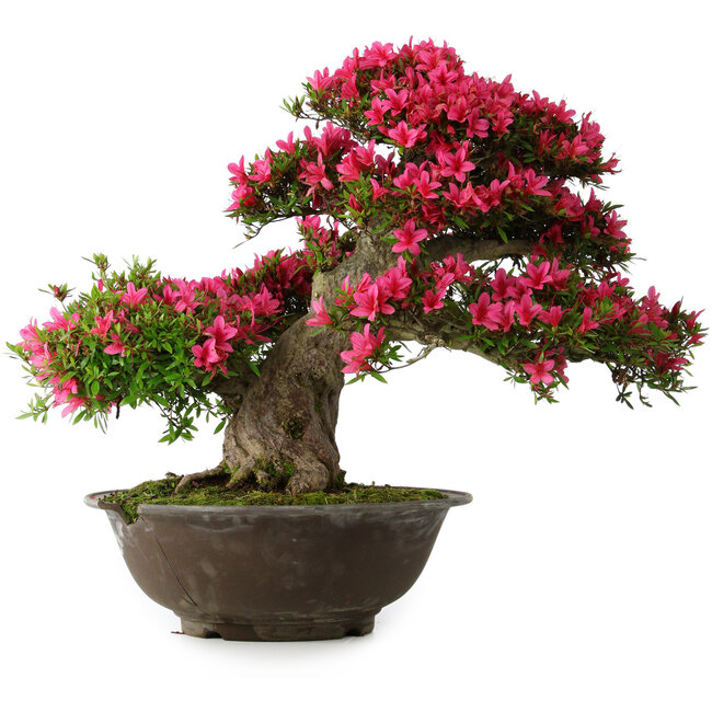 Rhododendron indicum Korin, 55 cm, ± 30 jaar oud, in een gebroken pot
