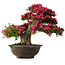 Rhododendron indicum Korin, 55 cm, ± 30 ans, dans un pot cassé