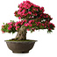Rhododendron indicum Korin, 55 cm, ± 30 jaar oud, in een gebroken pot