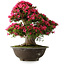 Rhododendron indicum Korin, 55 cm, ± 30 ans, dans un pot cassé