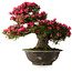 Rhododendron indicum Korin, 55 cm, ± 30 ans, dans un pot cassé