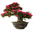 Rhododendron indicum Korin, 55 cm, ± 30 ans, dans un pot cassé