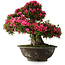 Rhododendron indicum Korin, 55 cm, ± 30 jaar oud, in een gebroken pot
