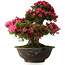 Rhododendron indicum Korin, 55 cm, ± 30 jaar oud, in een gebroken pot