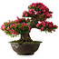 Rhododendron indicum Korin, 55 cm, ± 30 ans, dans un pot cassé
