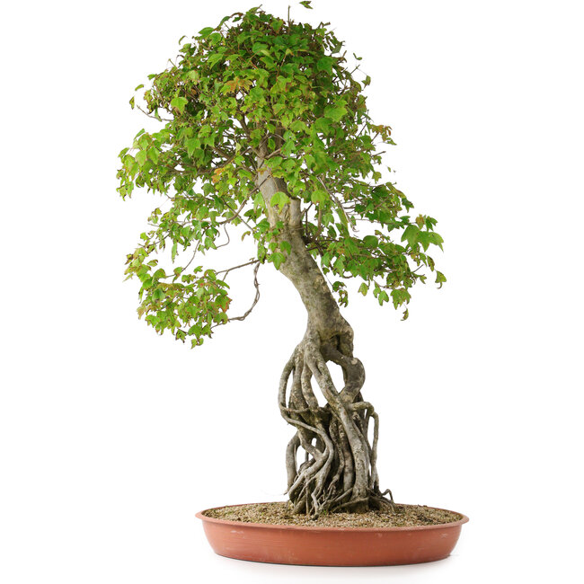 Acer buergerianum, 86 cm, ± 35 Jahre alt