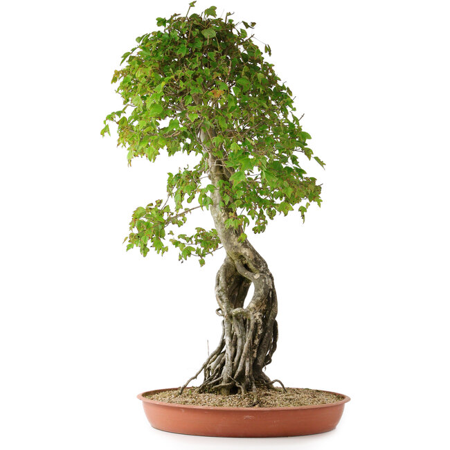 Acer buergerianum, 86 cm, ± 35 años