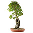Acer buergerianum, 86 cm, ± 35 años