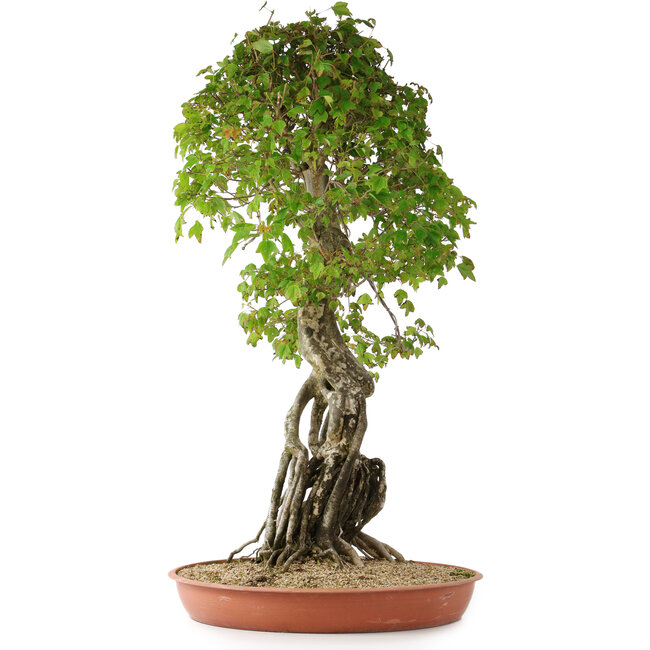 Acer buergerianum, 86 cm, ± 35 años