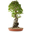 Acer buergerianum, 86 cm, ± 35 años