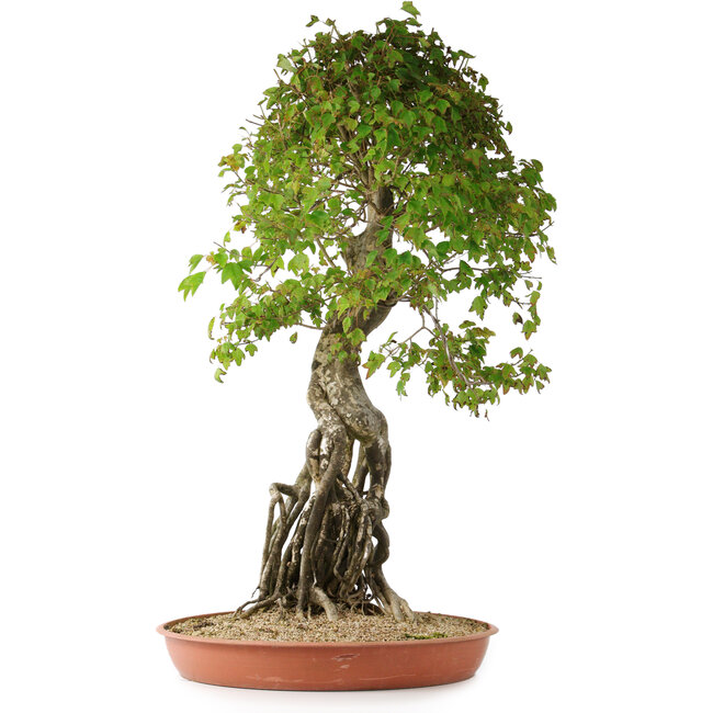 Acer buergerianum, 86 cm, ± 35 ans