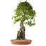 Acer buergerianum, 86 cm, ± 35 años