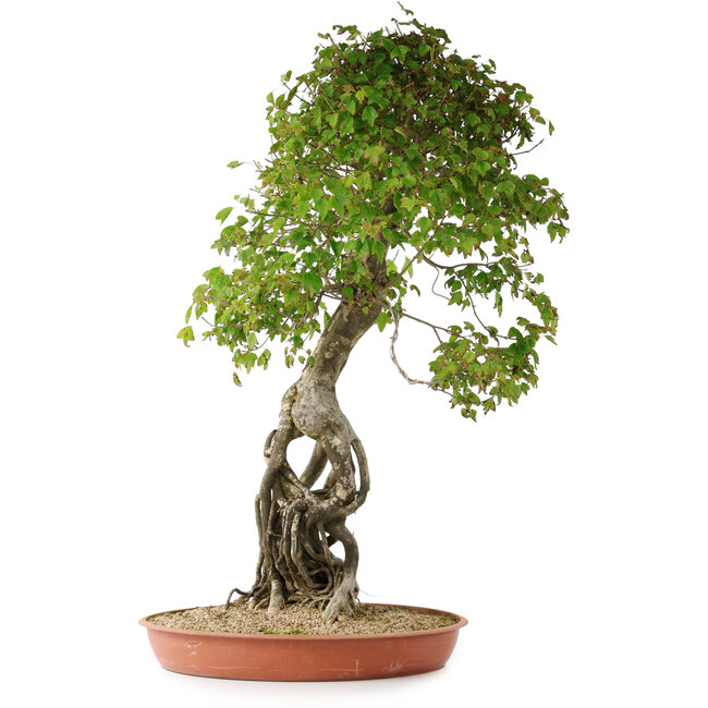 Acer buergerianum, 86 cm, ± 35 anni