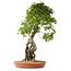 Acer buergerianum, 86 cm, ± 35 años