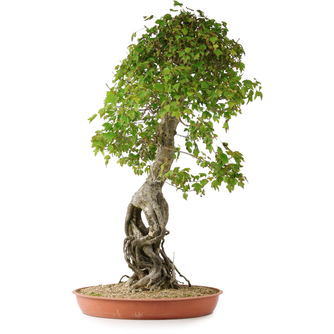 Acer buergerianum, 86 cm, ± 35 jaar oud
