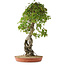 Acer buergerianum, 86 cm, ± 35 años