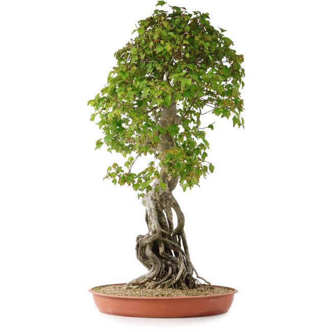 Acer buergerianum, 86 cm, ± 35 jaar oud