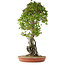 Acer buergerianum, 86 cm, ± 35 años