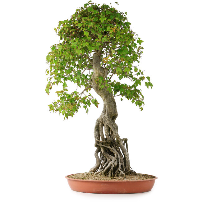 Acer buergerianum, 86 cm, ± 35 anni