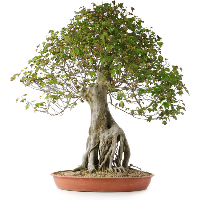 Acer buergerianum, 82 cm, ± 35 años