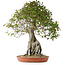 Acer buergerianum, 82 cm, ± 35 años