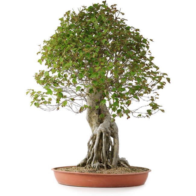 Acer buergerianum, 82 cm, ± 35 jaar oud