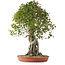 Acer buergerianum, 82 cm, ± 35 años