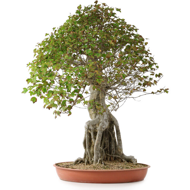 Acer buergerianum, 82 cm, ± 35 Jahre alt