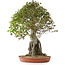 Acer buergerianum, 82 cm, ± 35 años