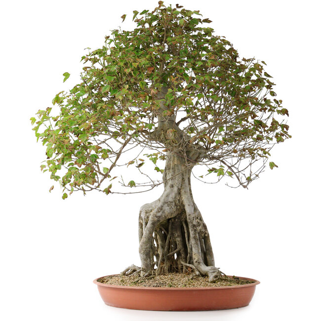 Acer buergerianum, 82 cm, ± 35 Jahre alt