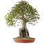 Acer buergerianum, 82 cm, ± 35 años