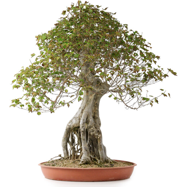 Acer buergerianum, 82 cm, ± 35 jaar oud