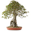 Acer buergerianum, 82 cm, ± 35 años