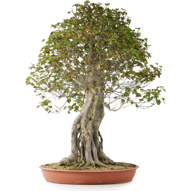 Acer buergerianum, 82 cm, ± 35 ans