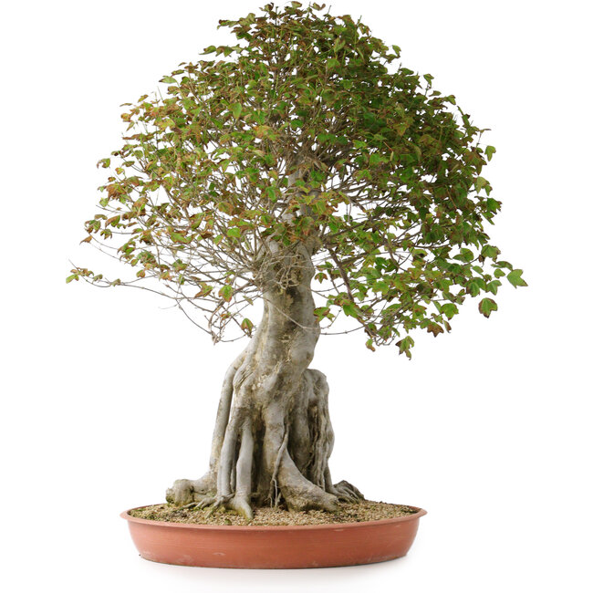 Acer buergerianum, 82 cm, ± 35 years old