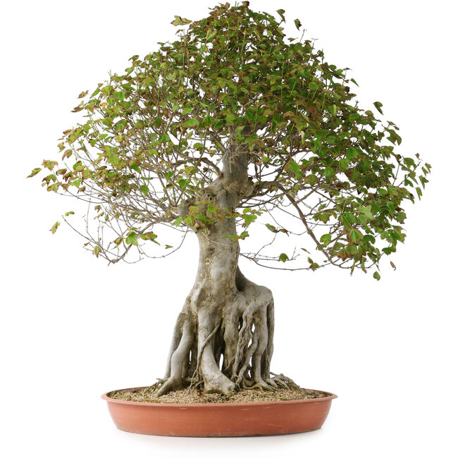 Acer buergerianum, 82 cm, ± 35 years old