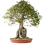 Acer buergerianum, 82 cm, ± 35 años