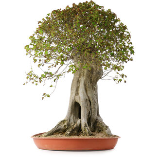 Acer buergerianum, 75 cm, ± 35 años