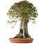 Acer buergerianum, 75 cm, ± 35 años