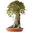 Acer buergerianum, 75 cm, ± 35 años
