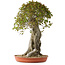 Acer buergerianum, 75 cm, ± 35 años