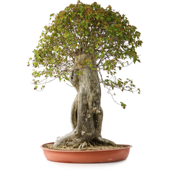 Acer buergerianum, 75 cm, ± 35 Jahre alt