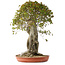 Acer buergerianum, 75 cm, ± 35 anni