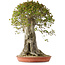 Acer buergerianum, 75 cm, ± 35 años