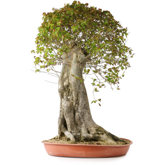 Acer buergerianum, 75 cm, ± 35 Jahre alt