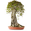 Acer buergerianum, 75 cm, ± 35 años