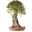 Acer buergerianum, 75 cm, ± 35 años